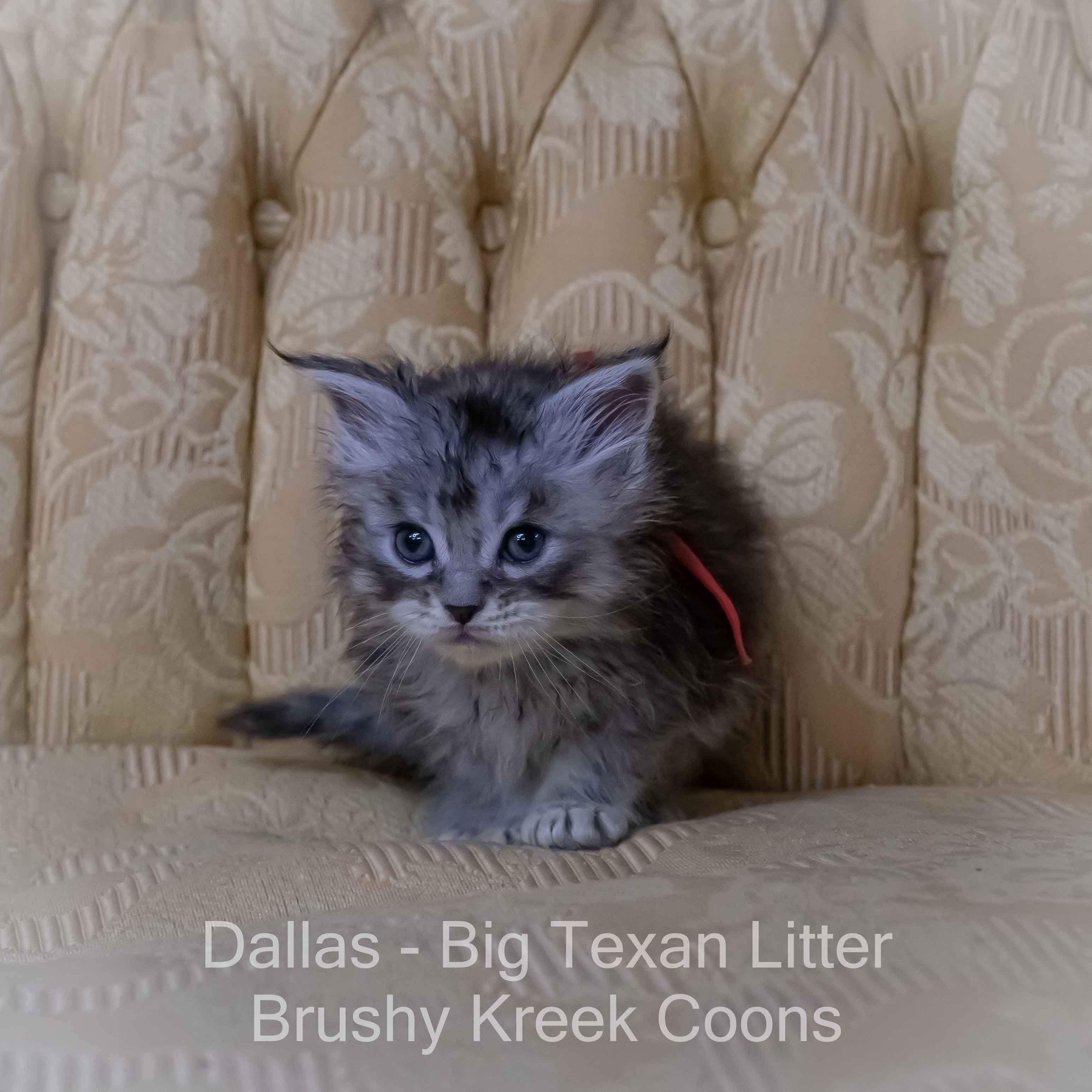 Maine Coon kitten for sale with breeding rights