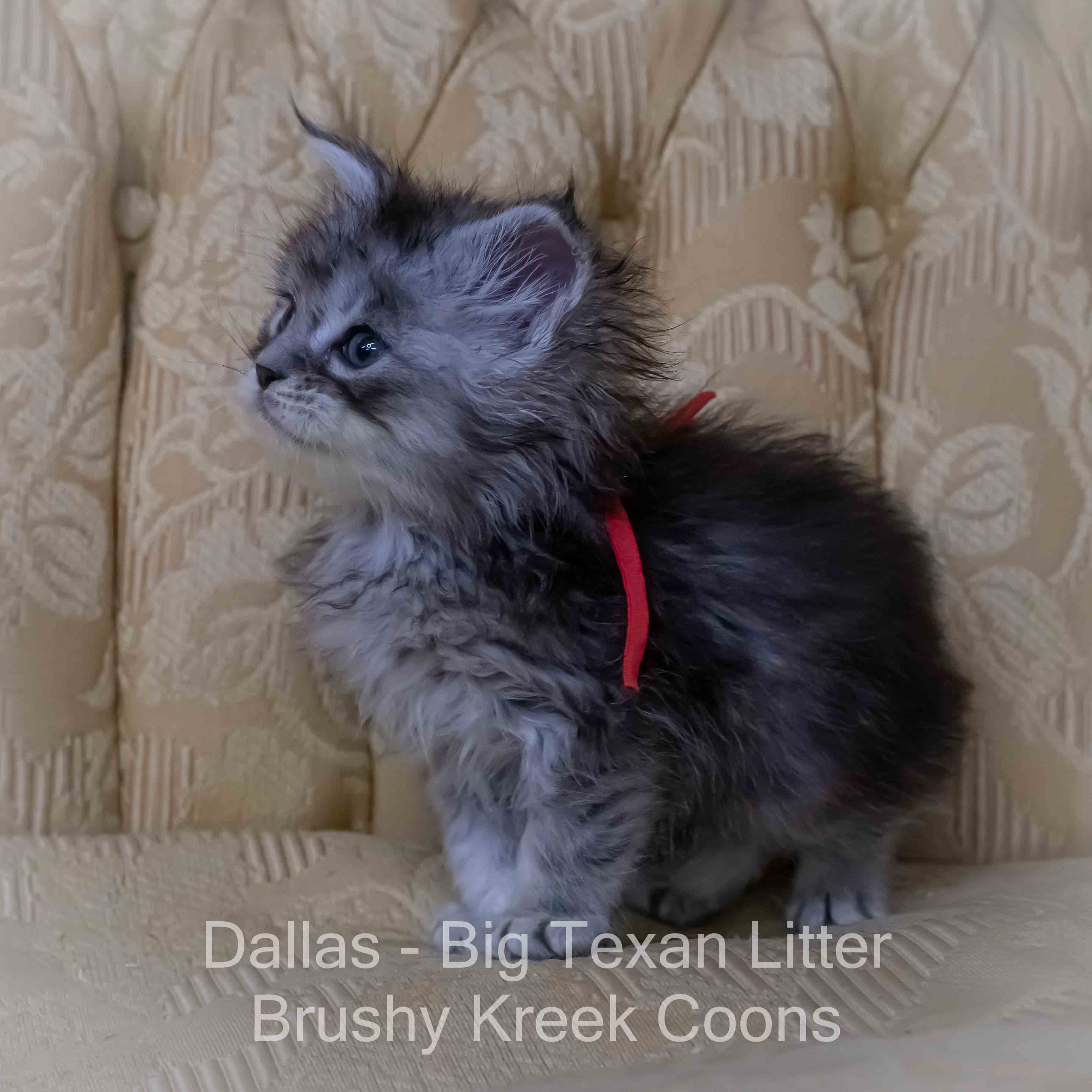Maine Coon kitten for sale with breeding rights