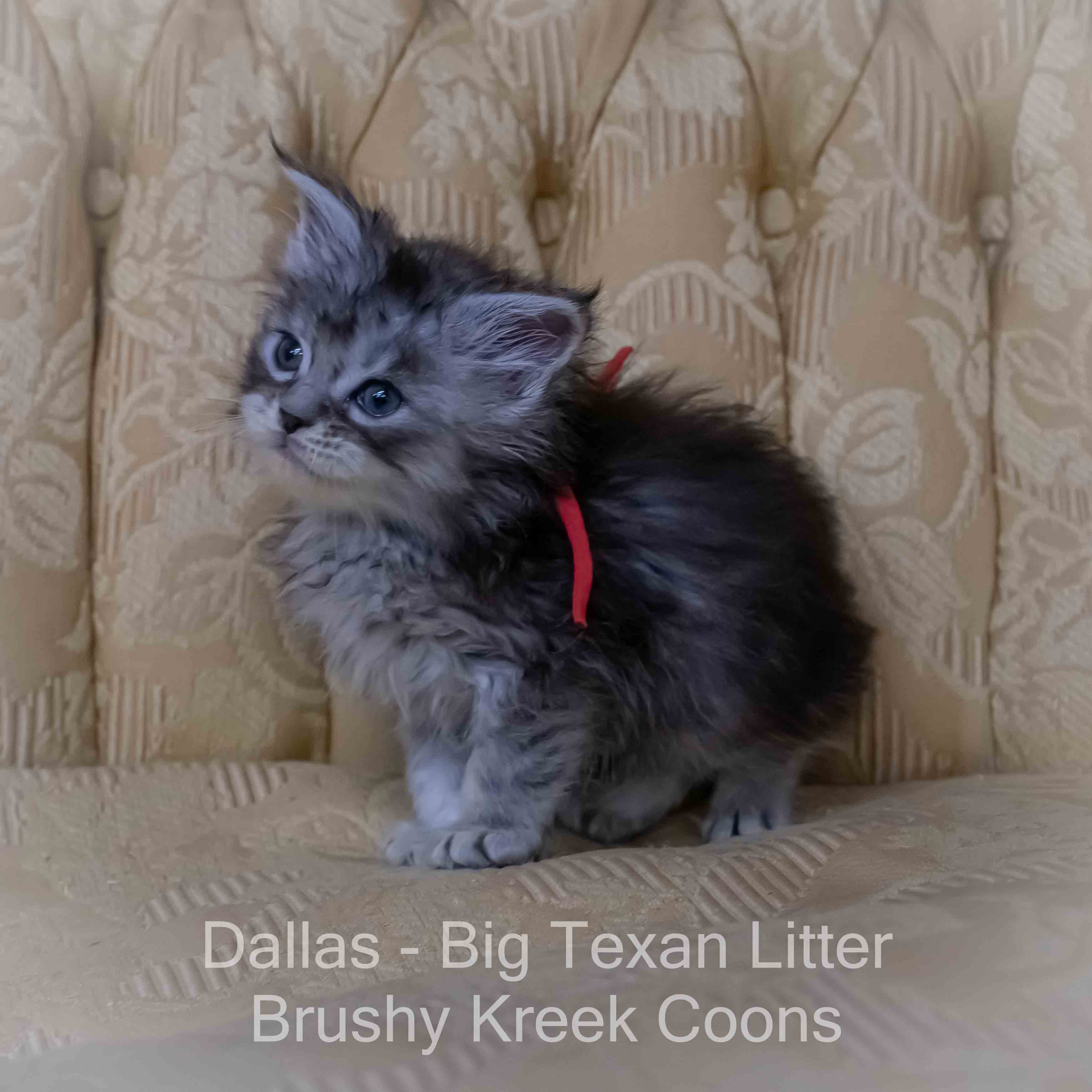 Maine Coon kitten for sale with breeding rights