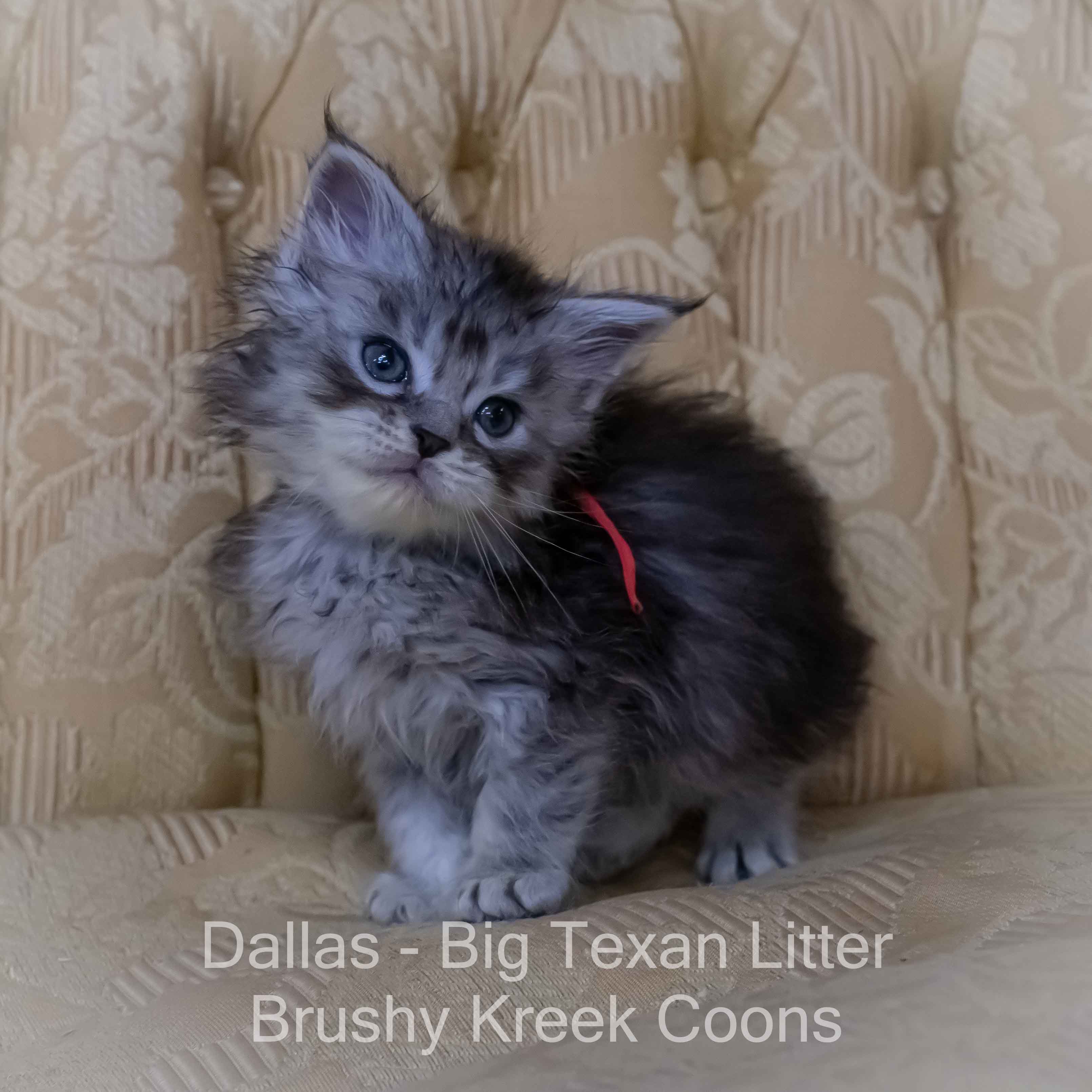 Maine Coon kitten for sale with breeding rights