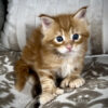Polydactyl Maine Coon kitten health tested for sale with breeding rights