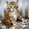 Polydactyl Maine Coon kitten health tested for sale with breeding rights