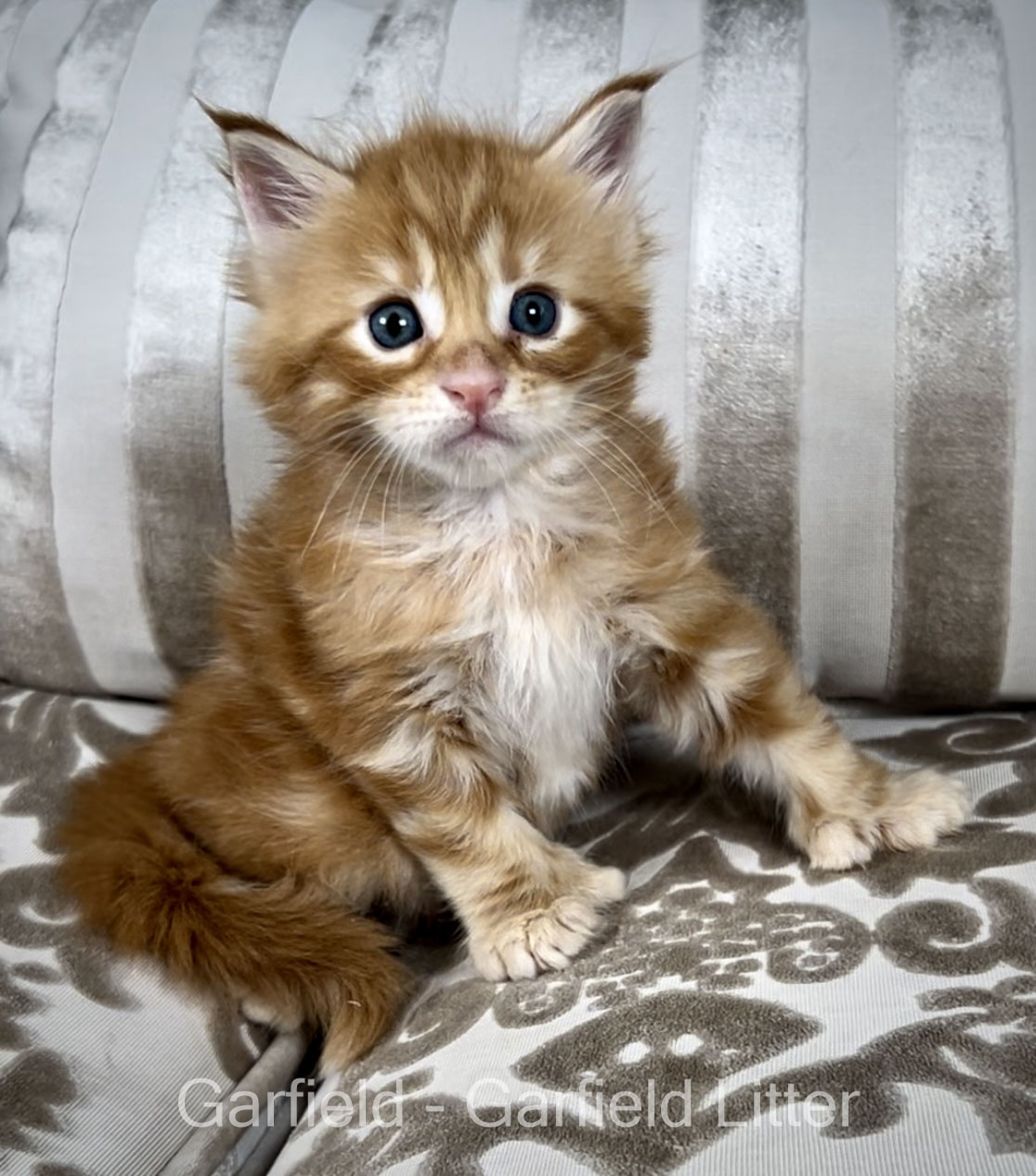 Polydactyl Maine Coon kitten health tested for sale with breeding rights