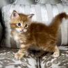 Polydactyl Maine Coon kitten health tested for sale with breeding rights