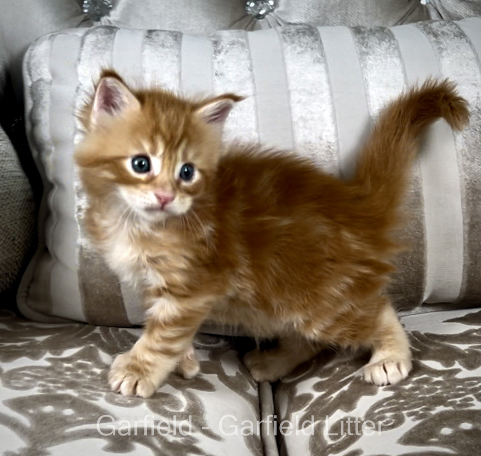 Polydactyl Maine Coon kitten health tested for sale with breeding rights