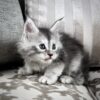 Maine Coon kitten for sale with breeding rights