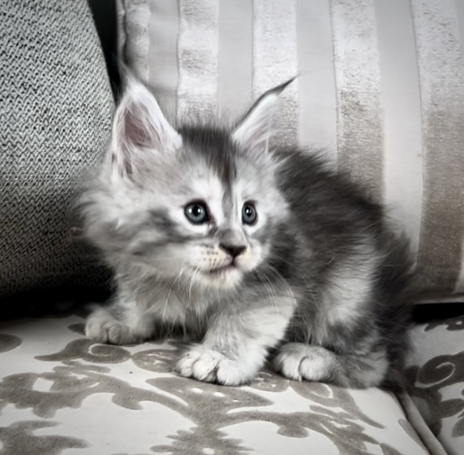 Maine Coon kitten for sale with breeding rights