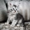 Maine Coon kitten for sale with breeding rights