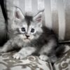 Maine Coon kitten for sale with breeding rights