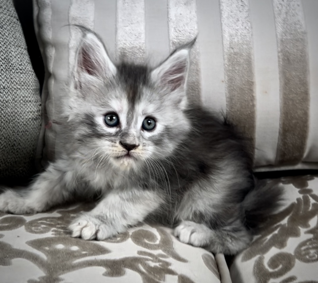 Maine Coon kitten for sale with breeding rights