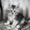 Maine Coon kitten for sale with breeding rights