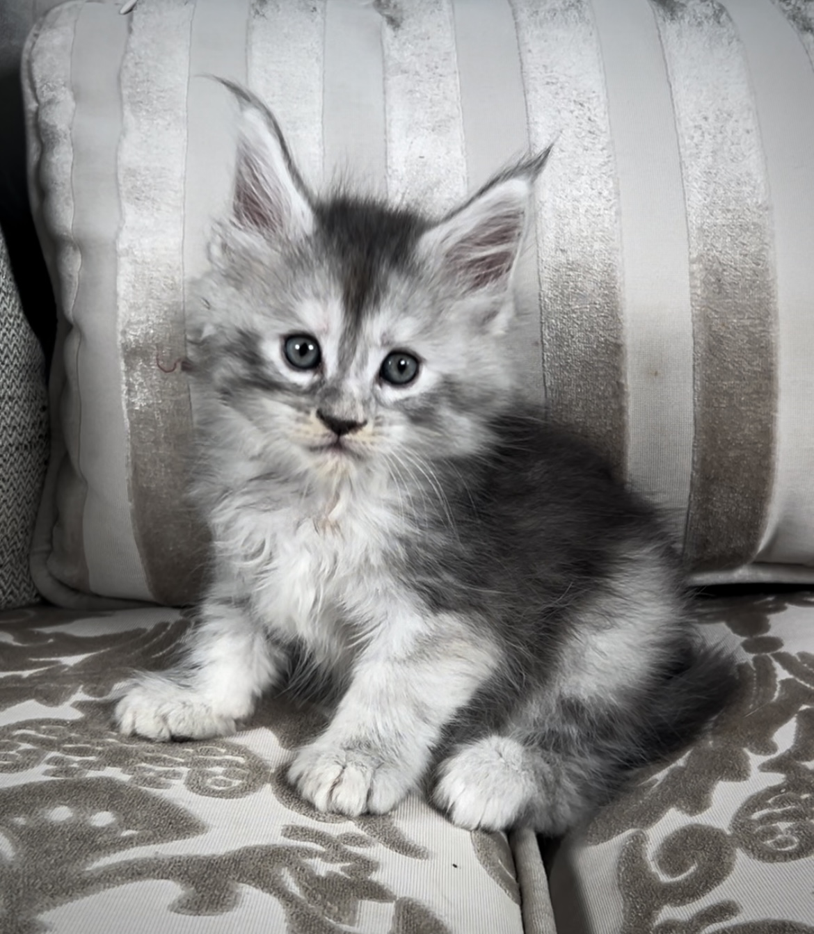 Maine Coon kitten for sale with breeding rights