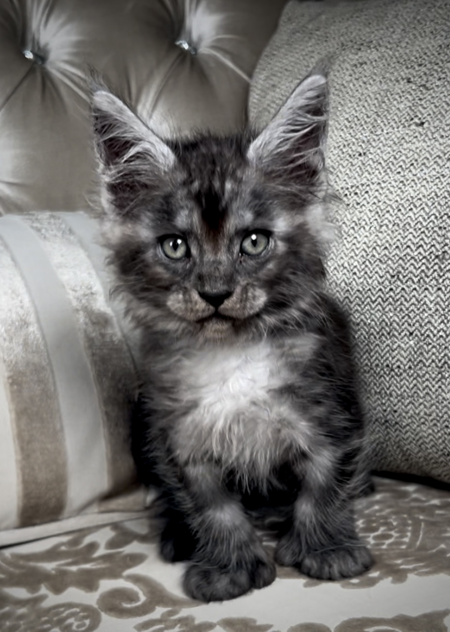 Razzle Dazzle- $3250 – Brushy Kreek Coons