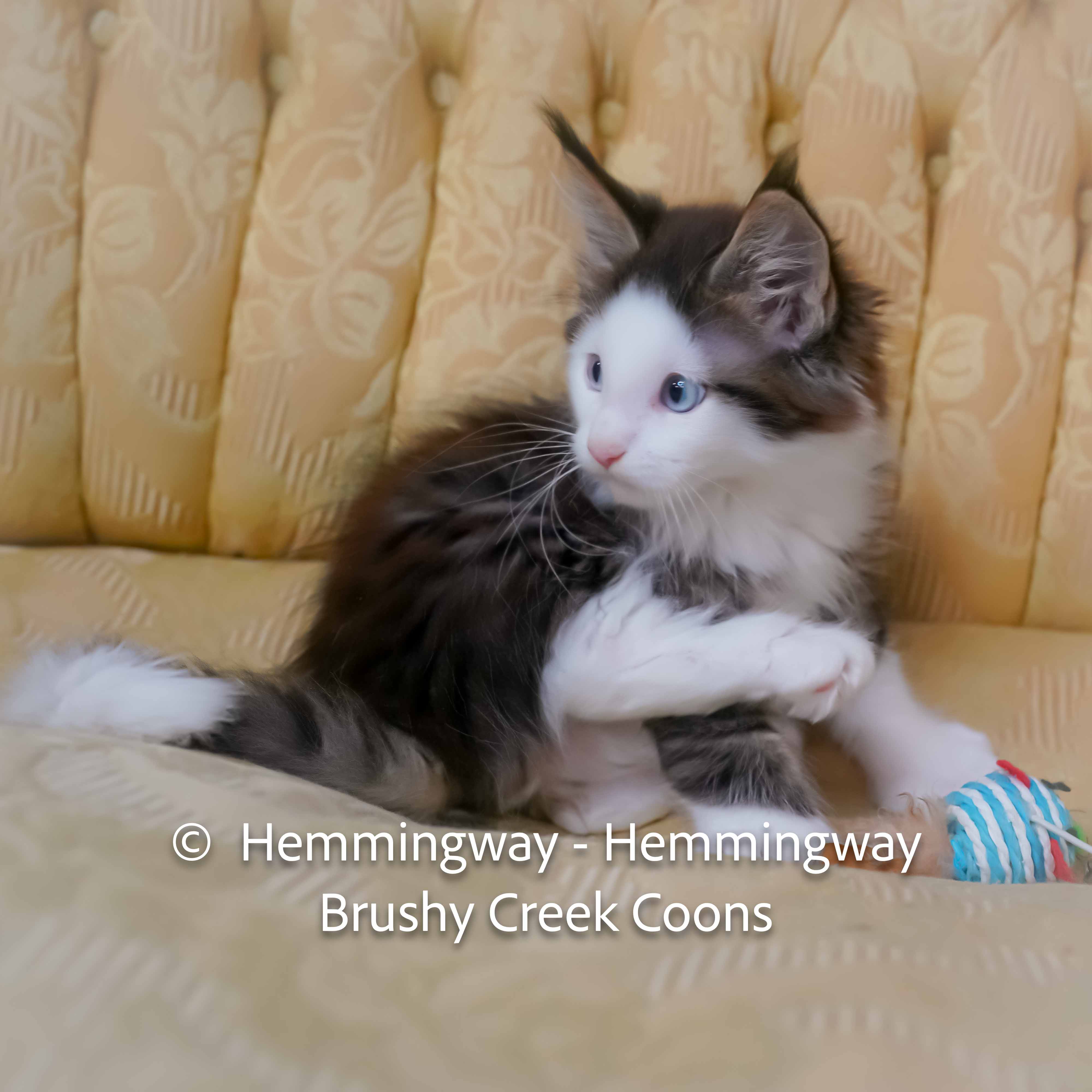 Polydactyl blue eyed Maine Coon for sale with breeding right
