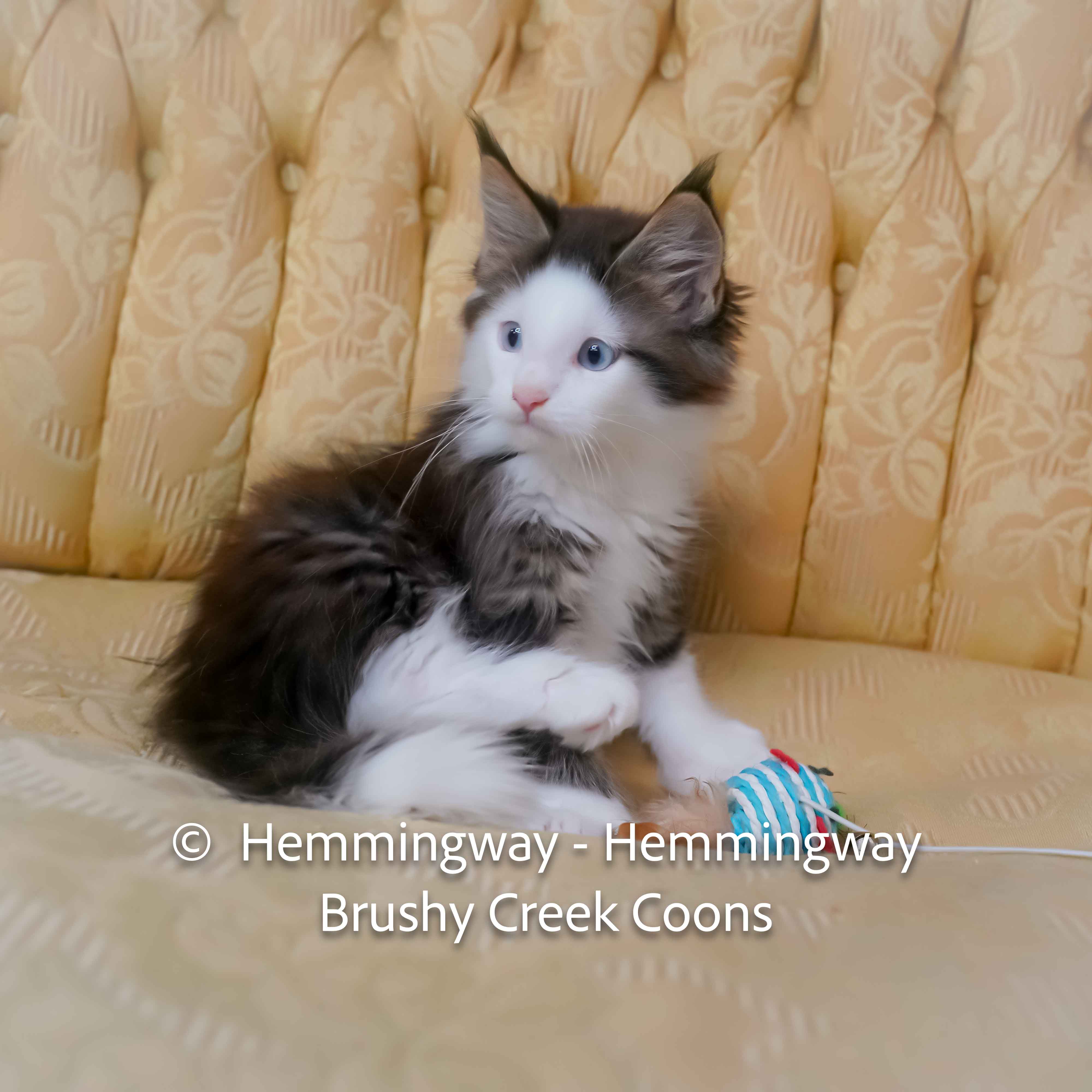 Polydactyl blue eyed Maine Coon for sale with breeding right