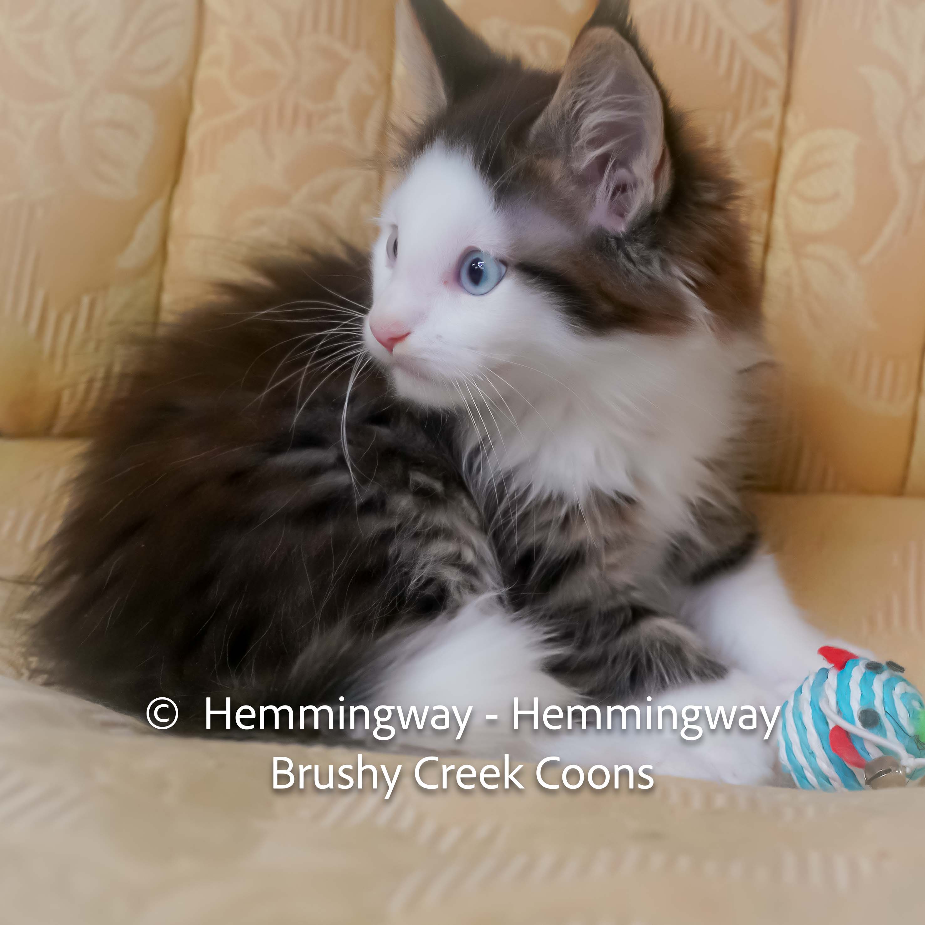 Polydactyl blue eyed Maine Coon for sale with breeding right