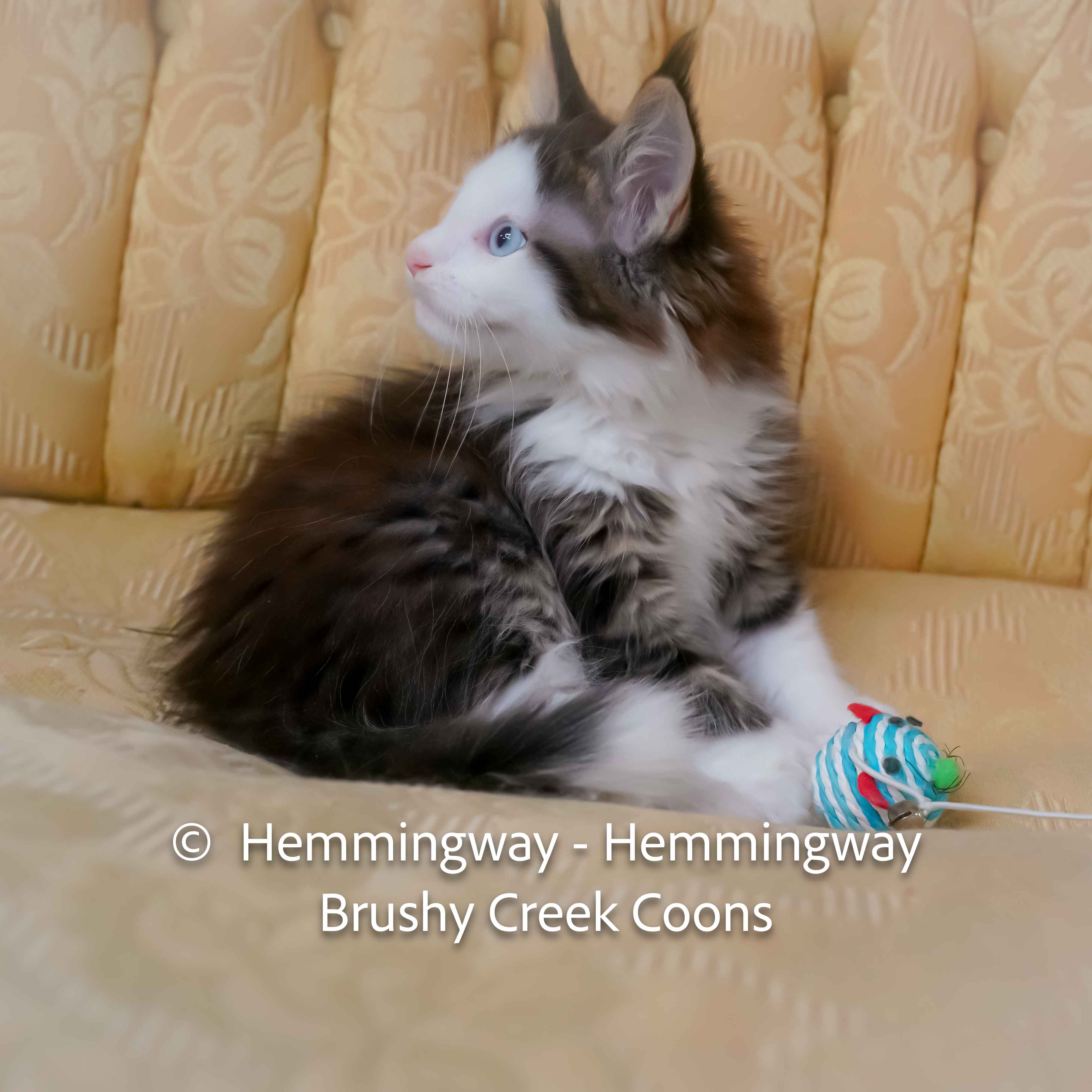 Polydactyl blue eyed Maine Coon for sale with breeding right