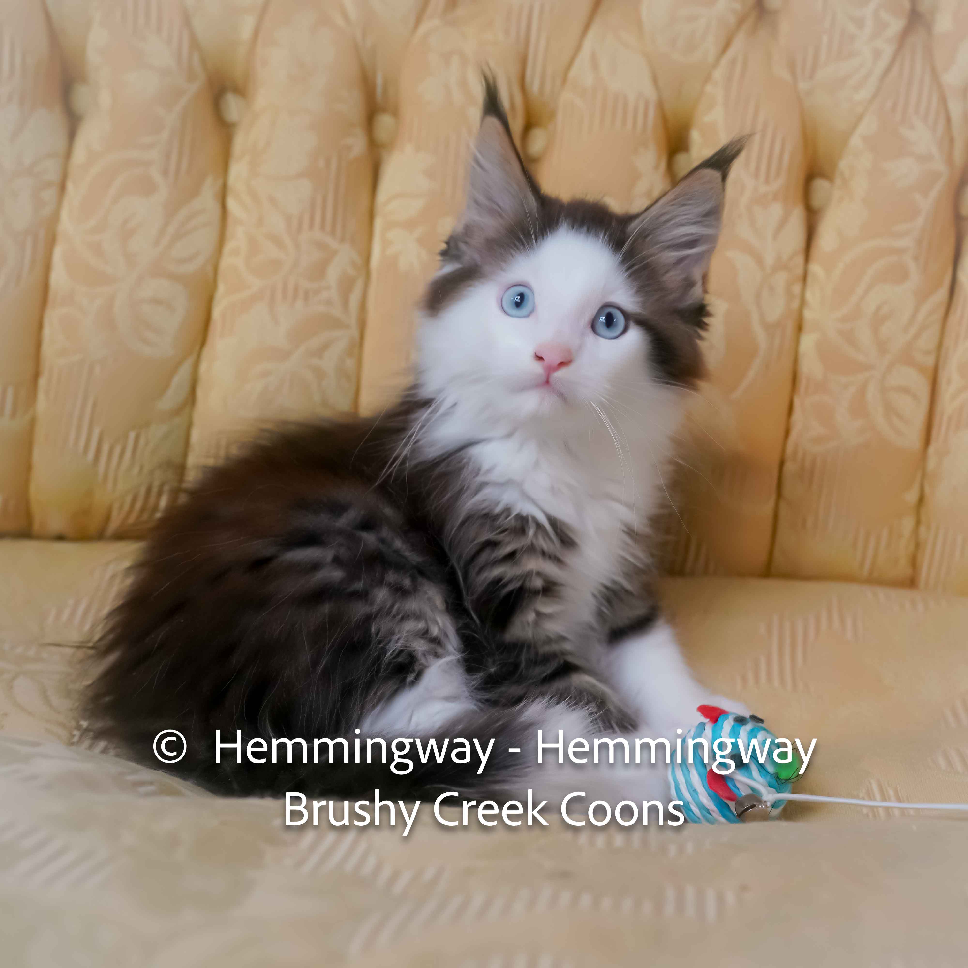 Polydactyl blue eyed Maine Coon for sale with breeding rights