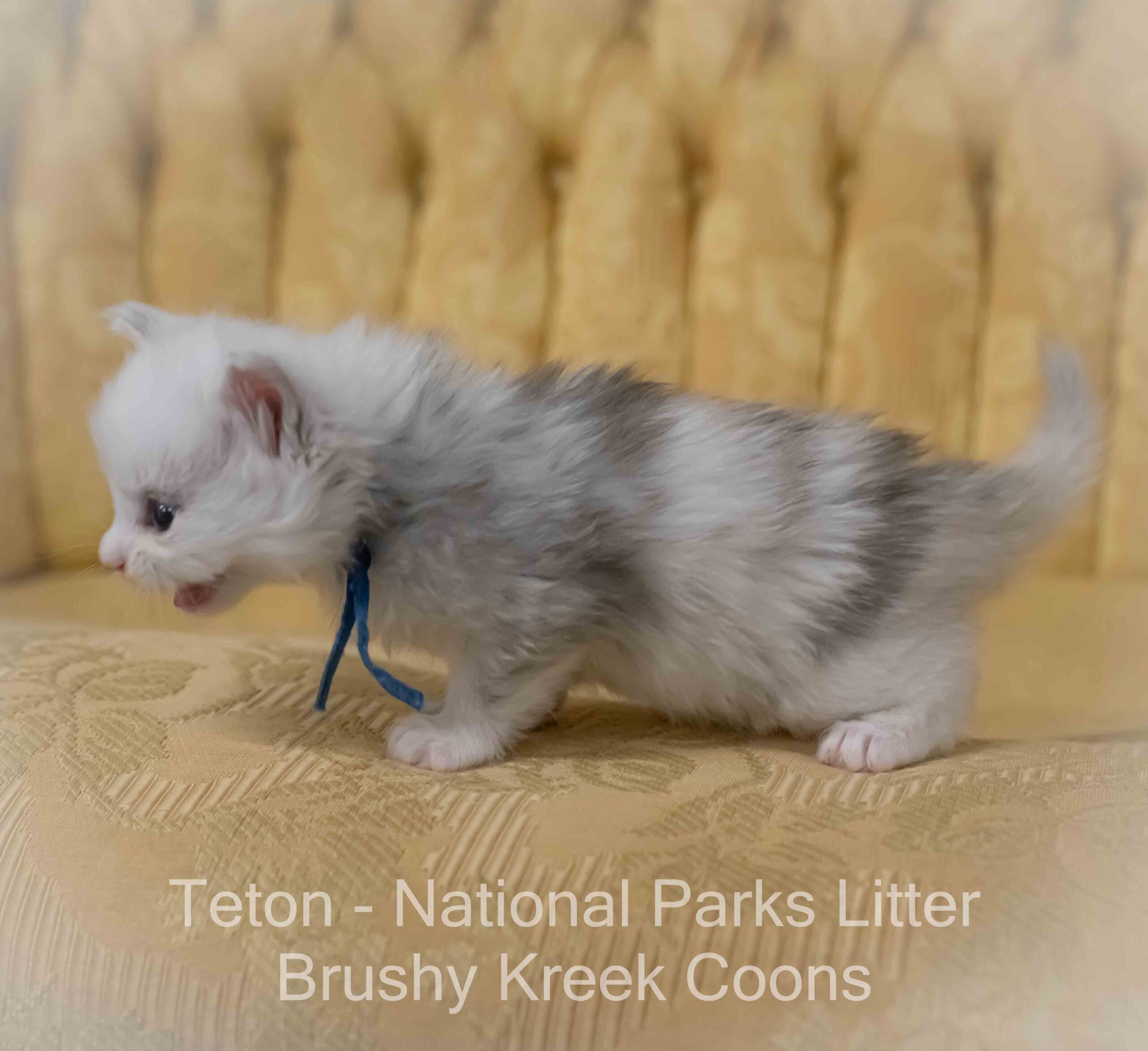 Odd Eyed Blue eyed Maine Coon for sale