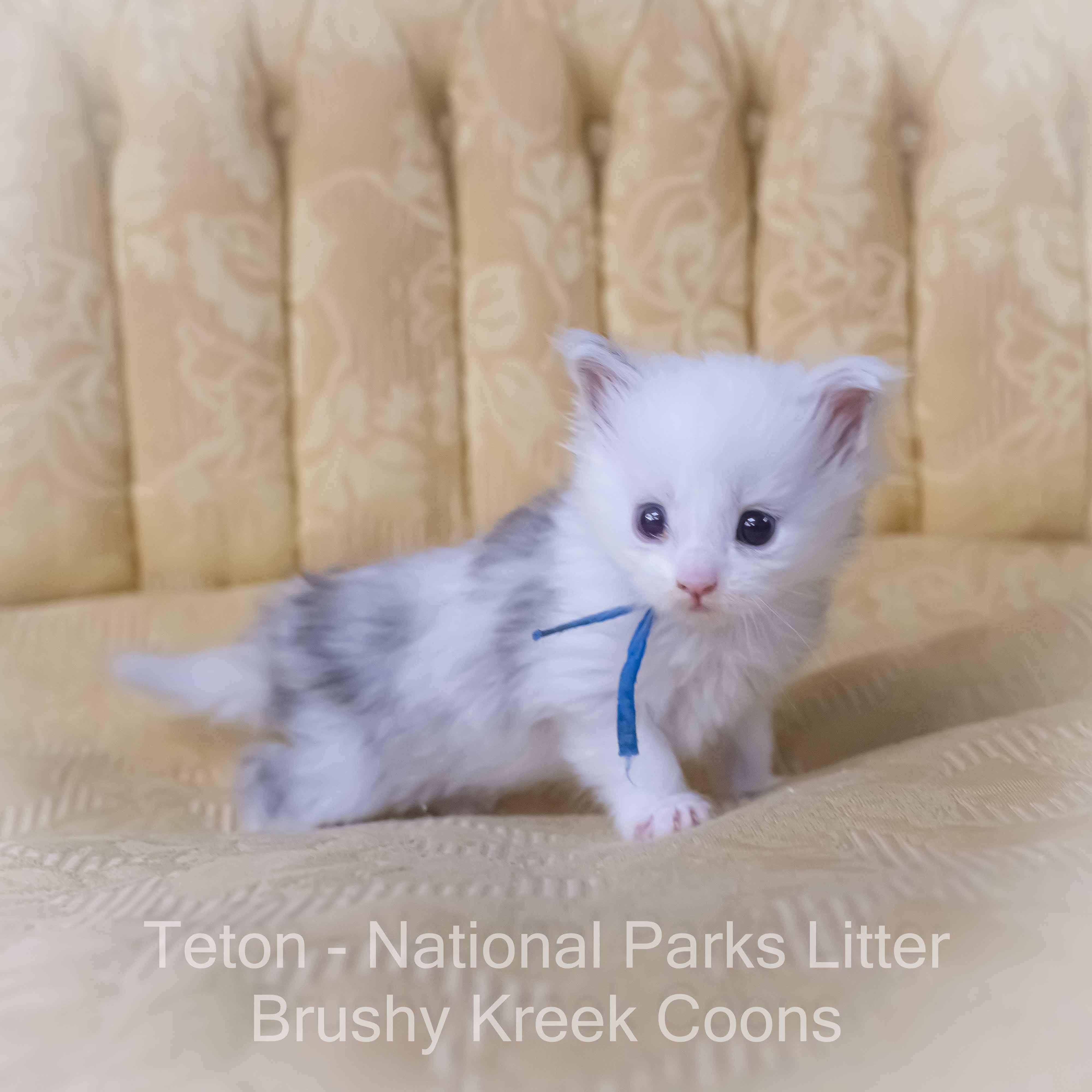 Odd Eyed Blue eyed Maine Coon for sale