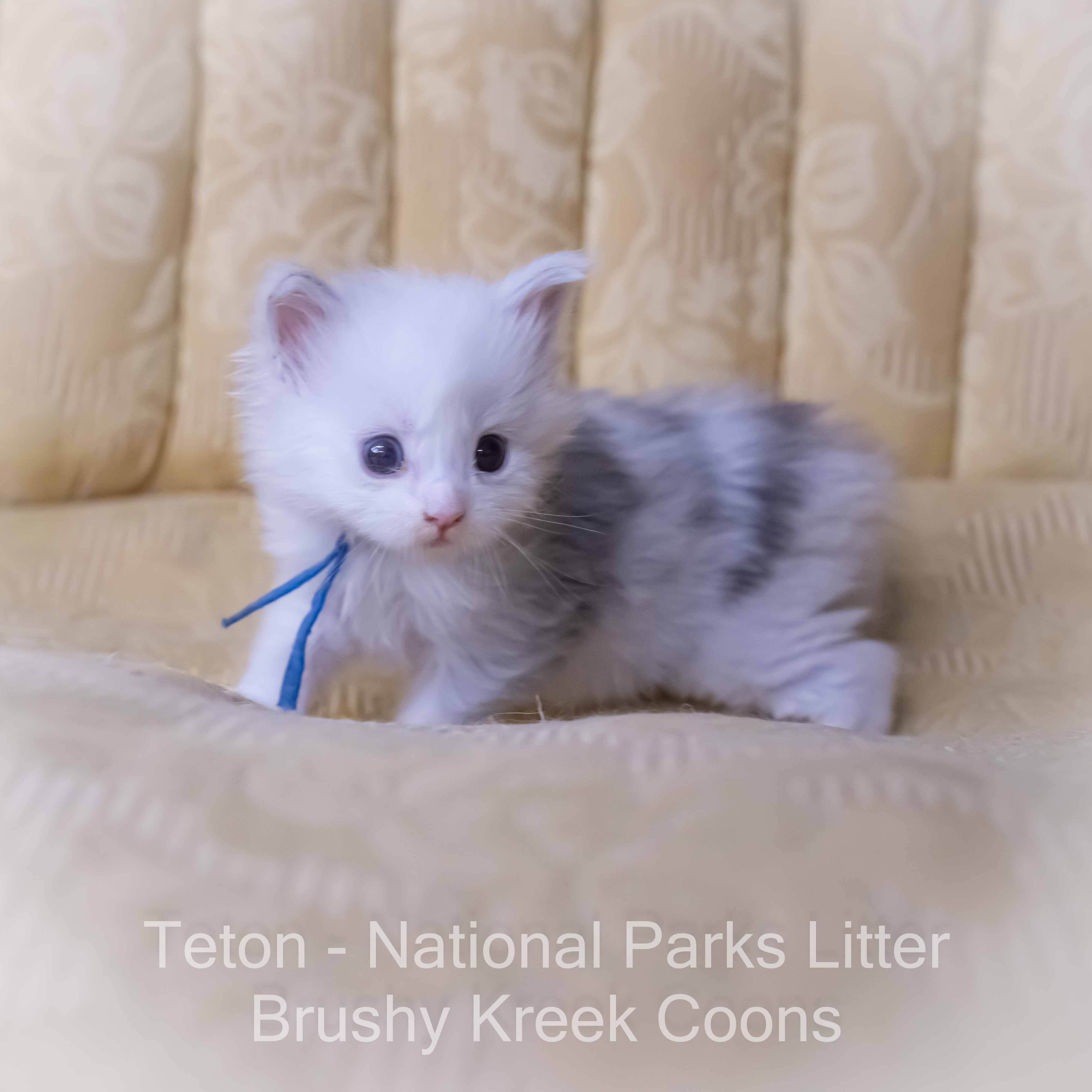 Odd Eyed Blue eyed Maine Coon for sale