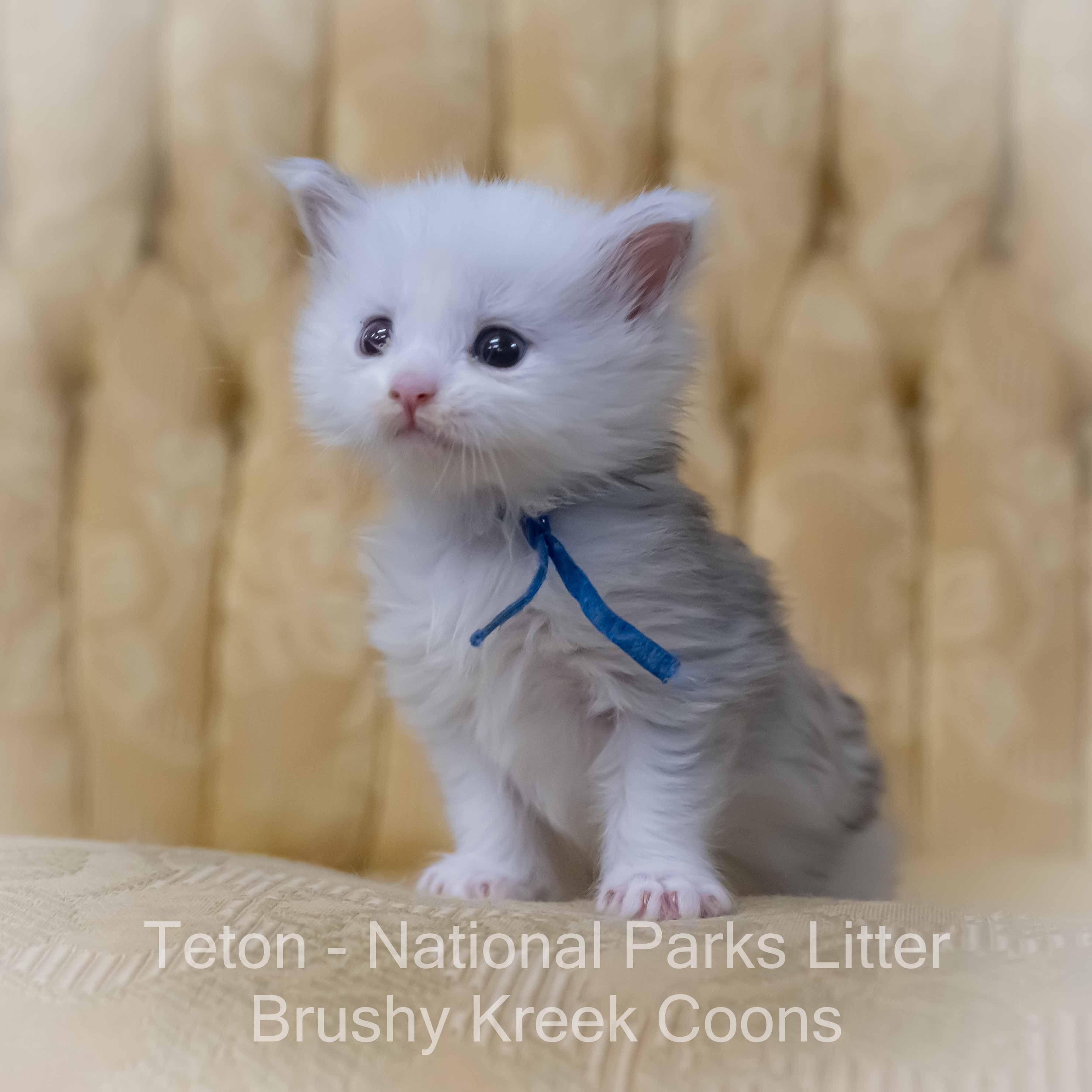 Odd Eyed Blue eyed Maine Coon for sale