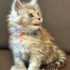 Polydactyl Black Smoke Maine Coon Kitten for sale with breeding rights