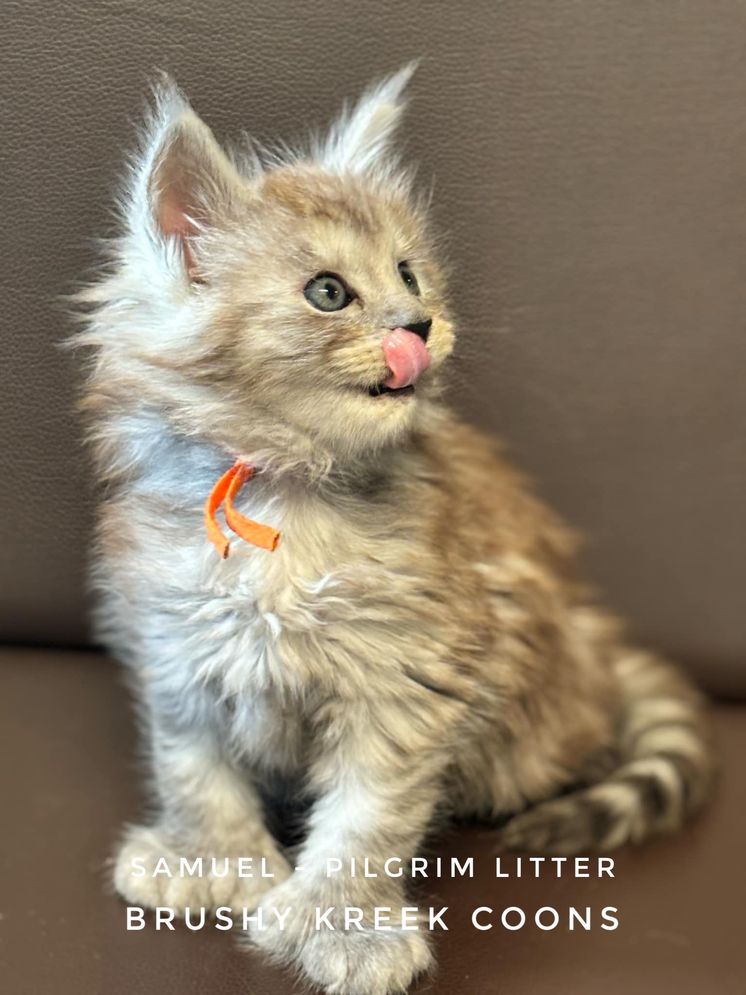 Polydactyl Black Smoke Maine Coon Kitten for sale with breeding rights