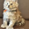 Polydactyl Black Smoke Maine Coon Kitten for sale with breeding rights