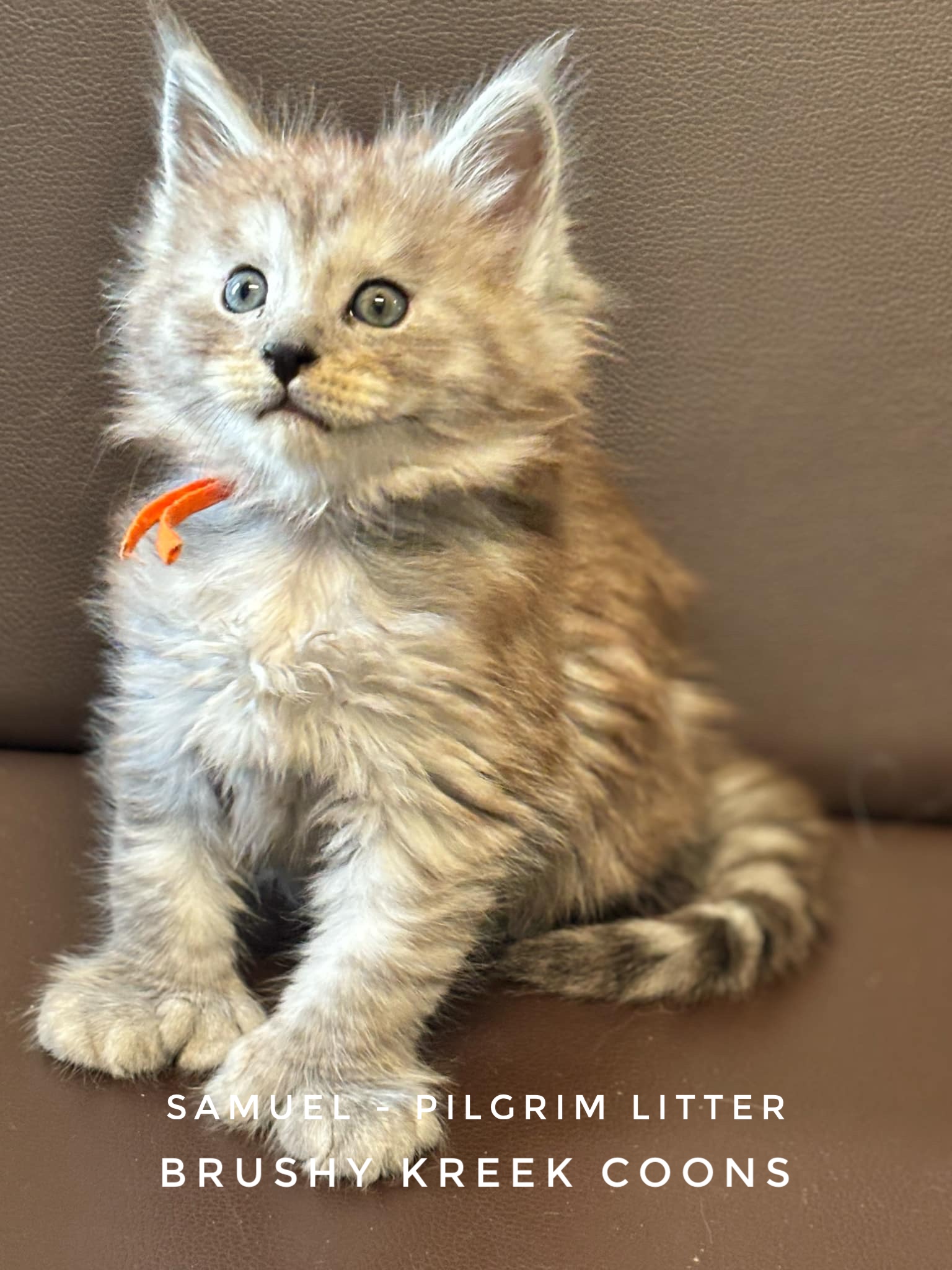 Polydactyl Black Smoke Maine Coon Kitten for sale with breeding rights