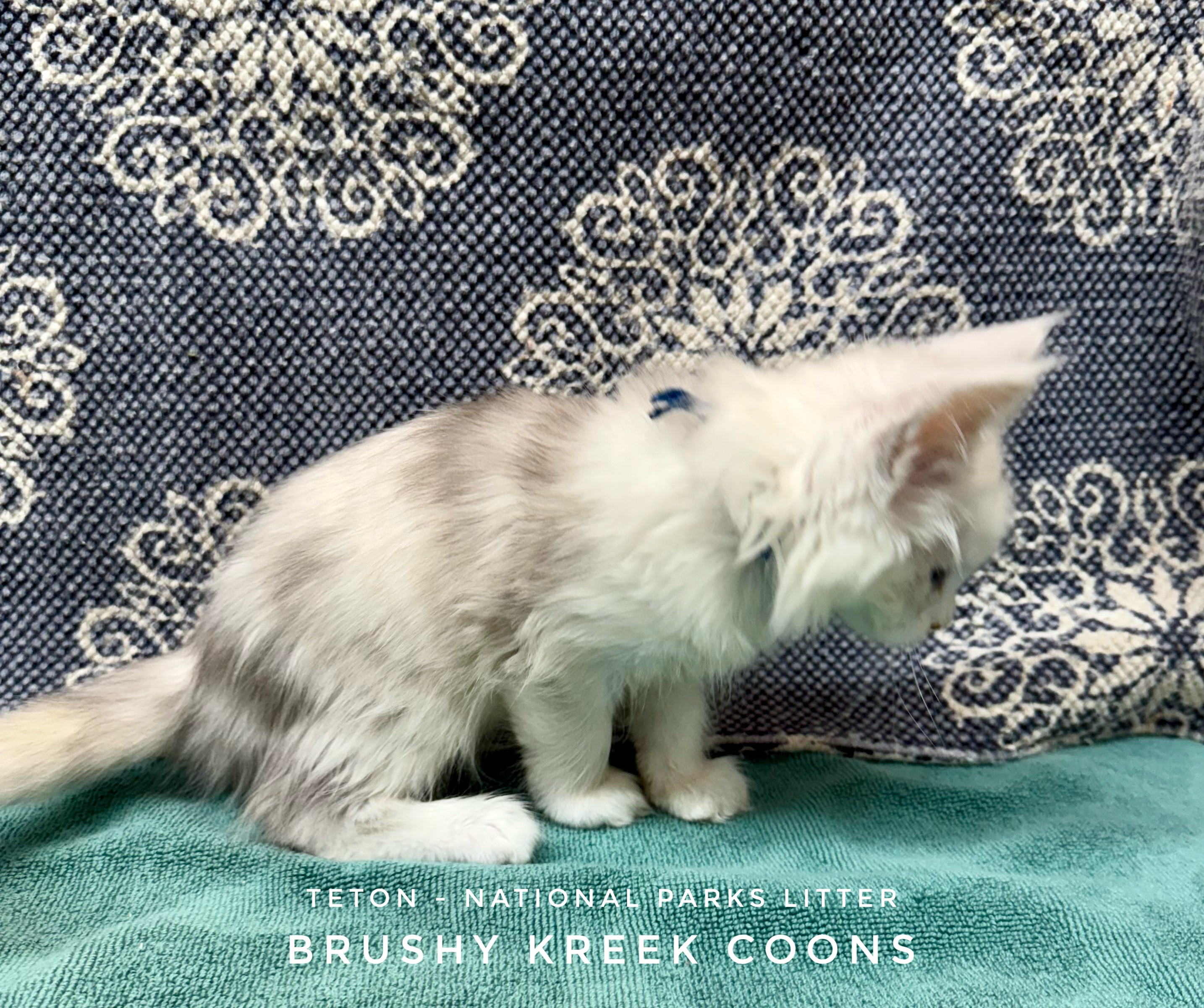 Maine Coon Kitten for sale with breeding rights