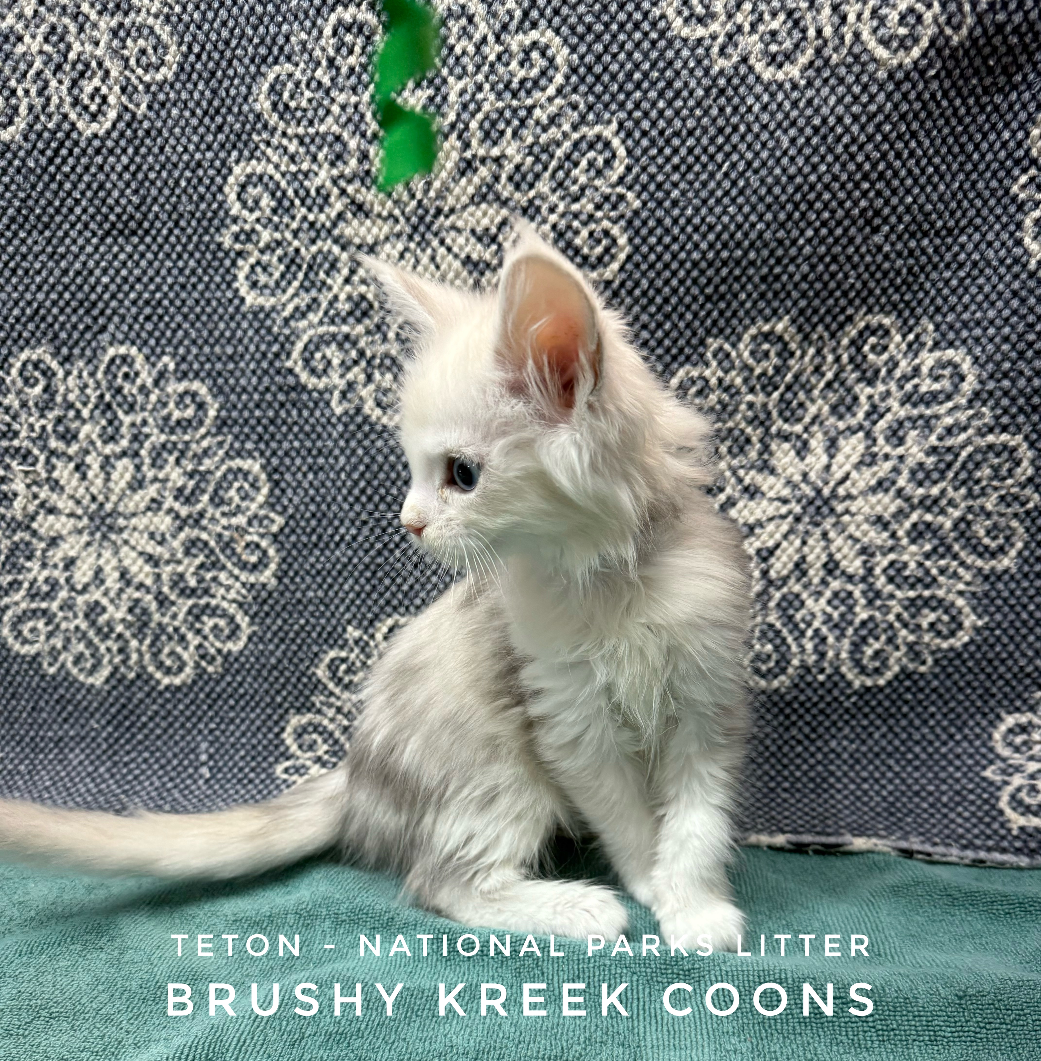 Maine Coon Kitten for sale with breeding rights