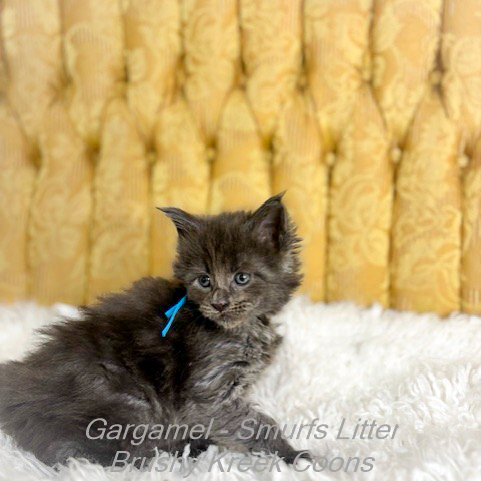 Gargamel – Brushy Kreek Coons