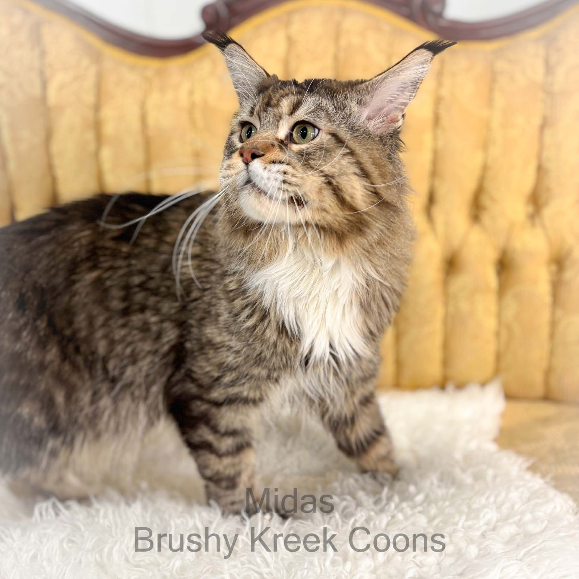 Maine Coon male Midas poly mackerel tabby with white