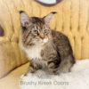 Maine Coon male Midas poly mackerel tabby with white