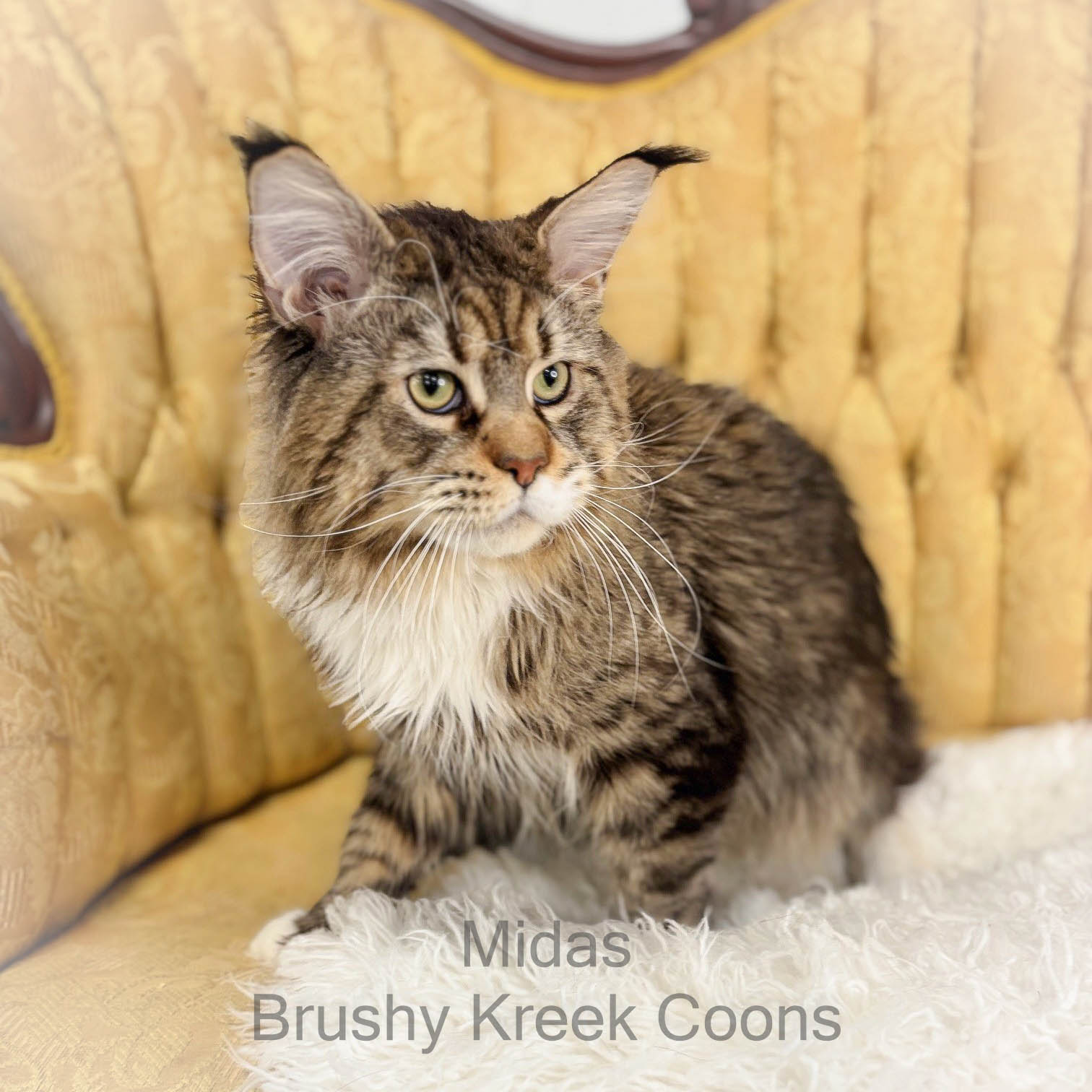 Maine Coon male Midas poly mackerel tabby with white