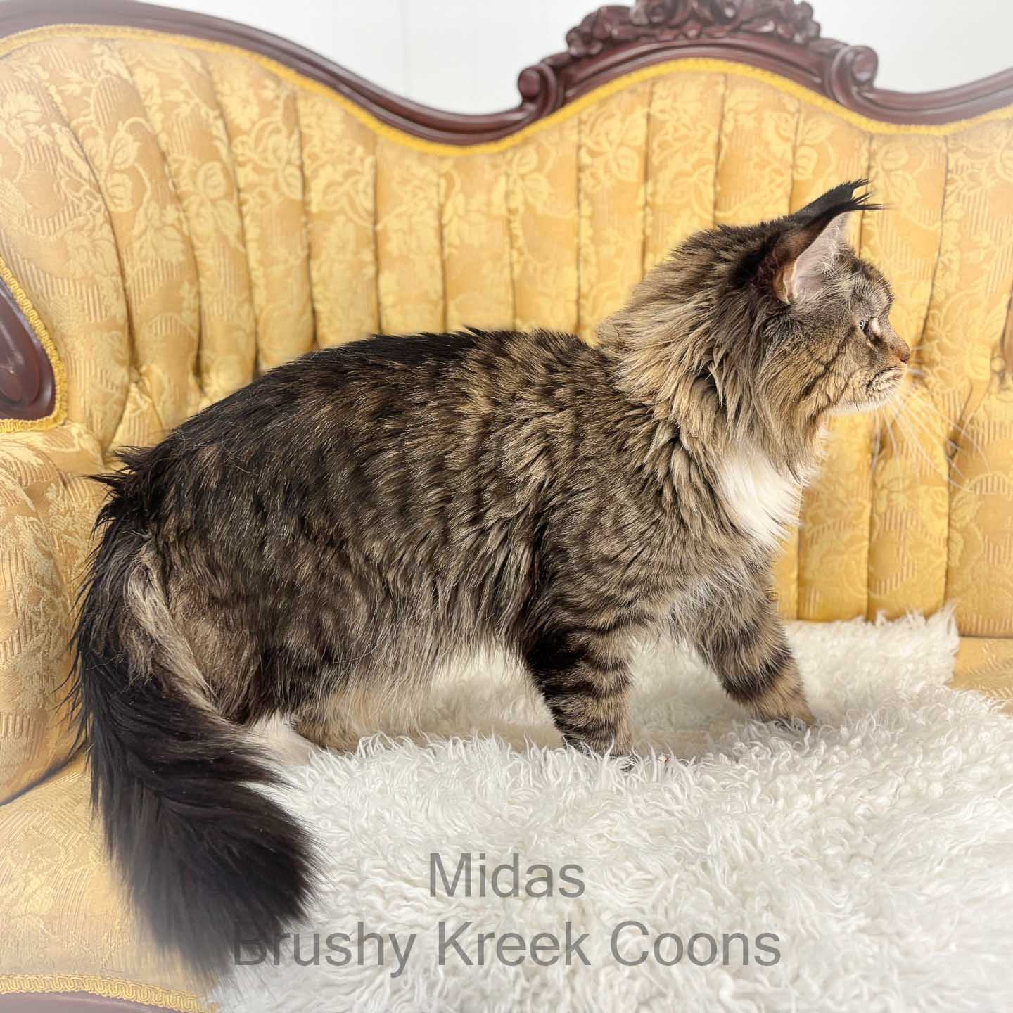 Maine Coon male Midas poly mackerel tabby with white