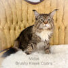 Maine Coon male Midas poly mackerel tabby with white