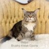 Maine Coon male Midas poly mackerel tabby with white