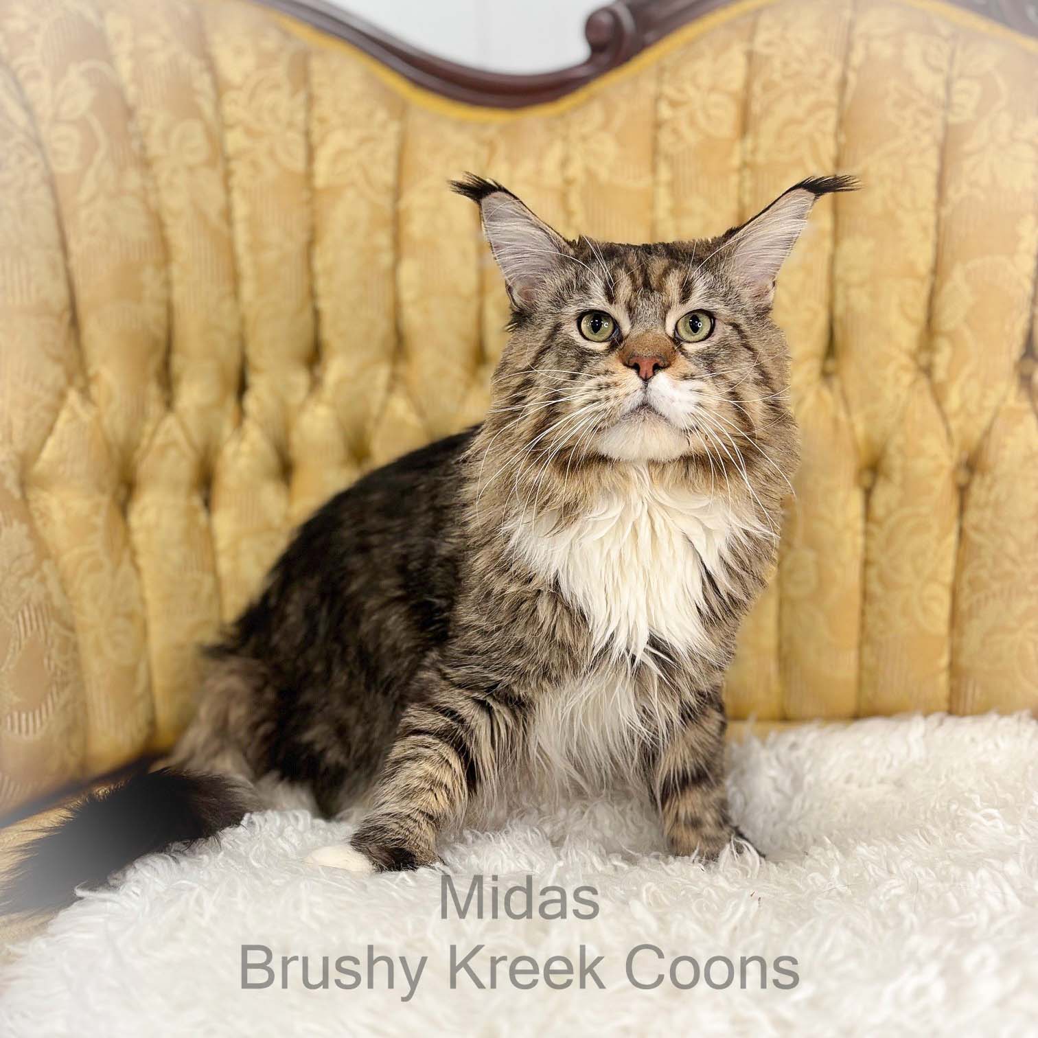 Maine Coon male Midas poly mackerel tabby with white