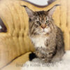 Maine Coon male Midas poly mackerel tabby with white