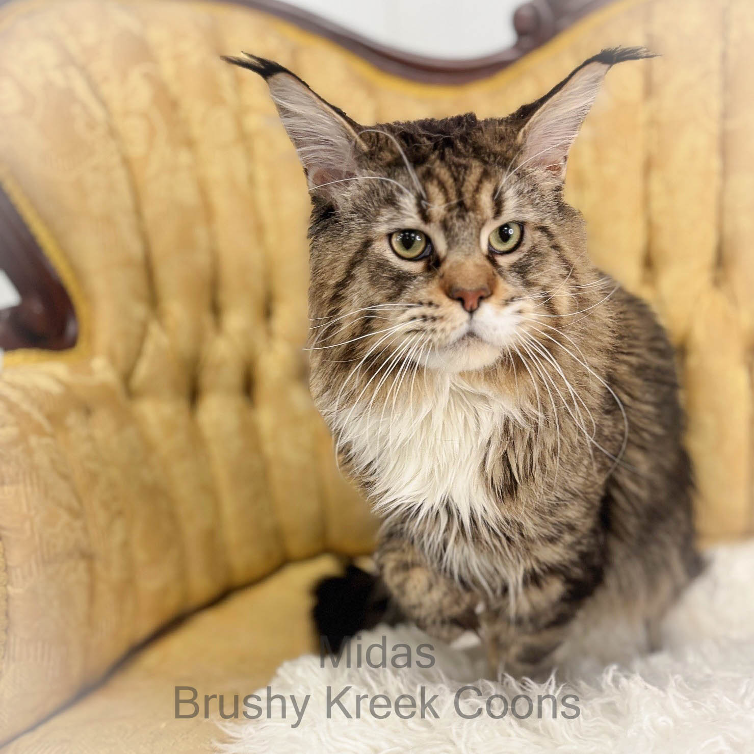 Maine Coon male Midas poly mackerel tabby with white