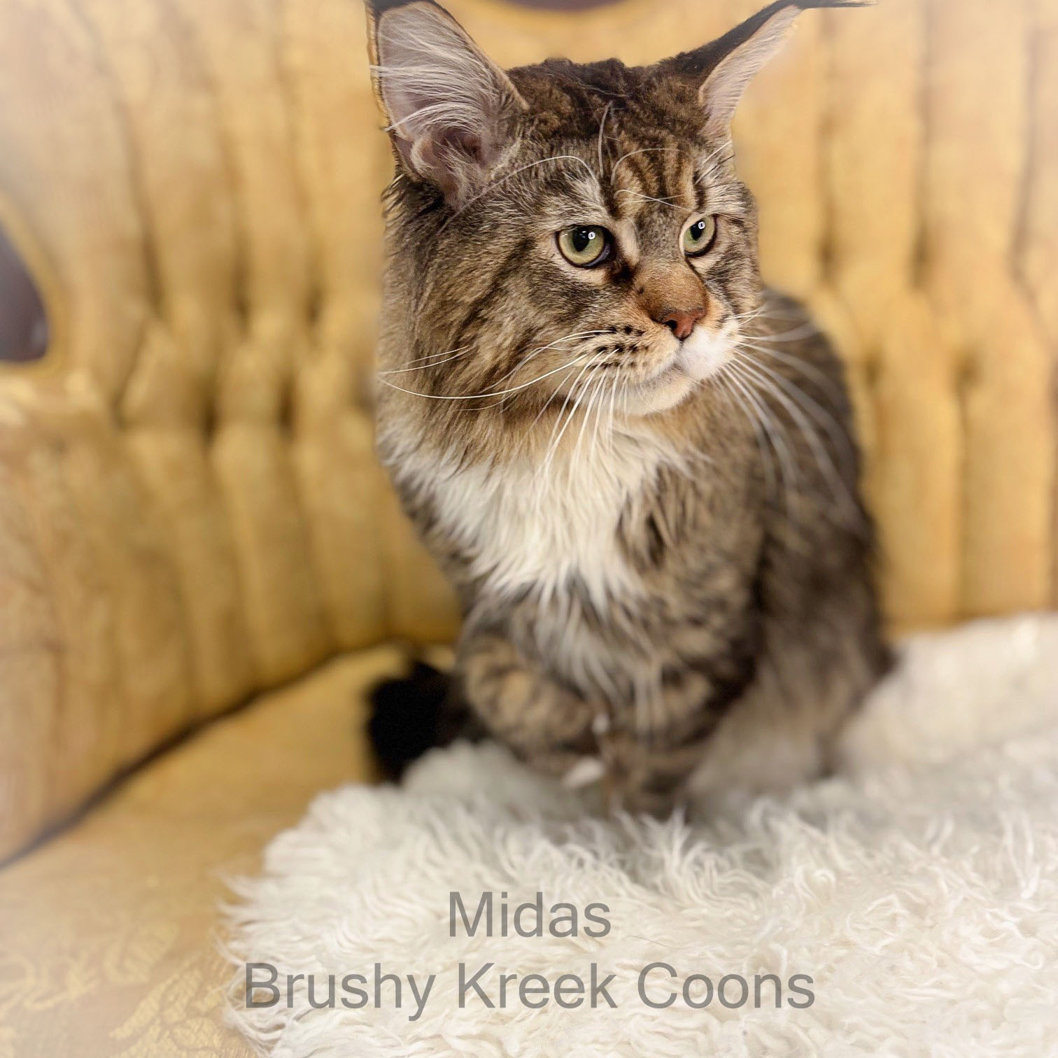 Maine Coon male Midas poly mackerel tabby with white