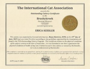 Outstanding Maine Coon Breeder in Missouri