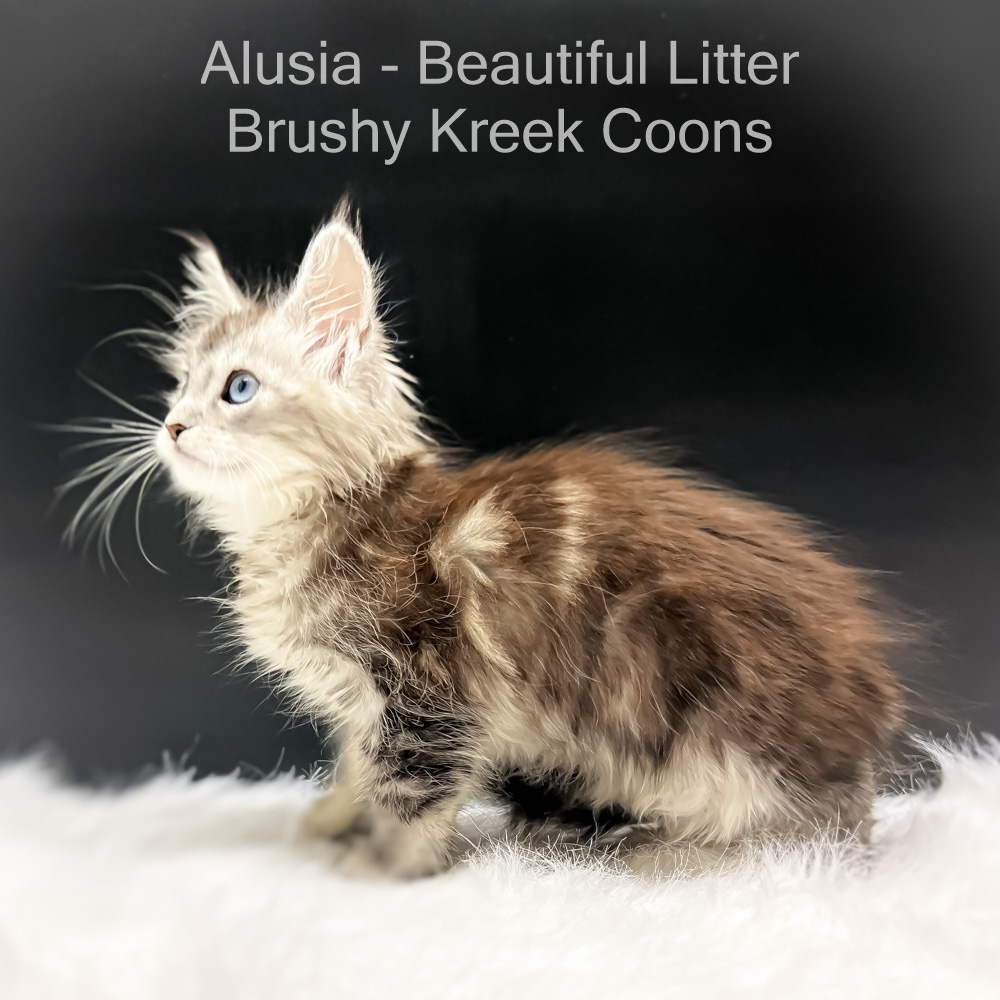 Alusia – $2,500 – Brushy Kreek Coons