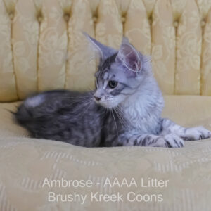 How to Get Breeding Rights for Cat: Ultimate Guide to Success