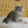 Black silver Maine Coon kitten for sale in Missouri