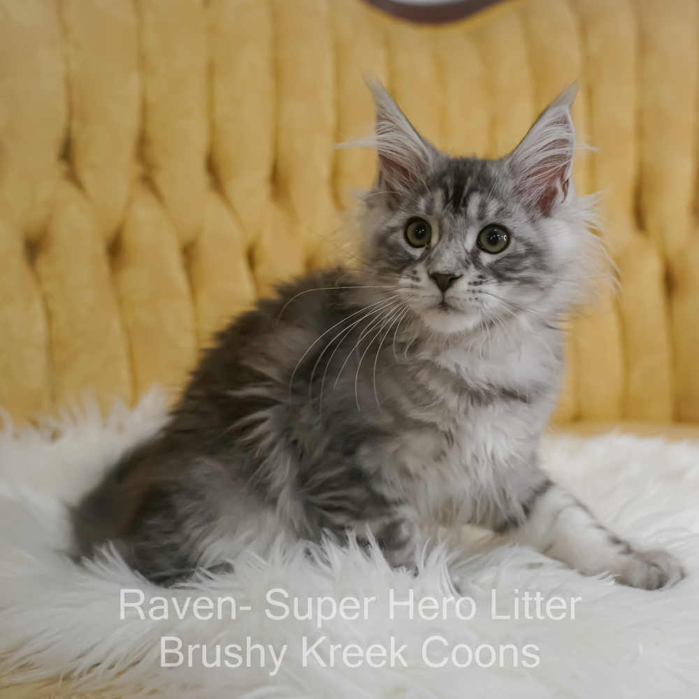 Black silver Maine Coon kitten for sale in Missouri