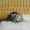 Black silver Maine Coon kitten for sale in Missouri