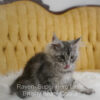 Black silver Maine Coon kitten for sale in Missouri